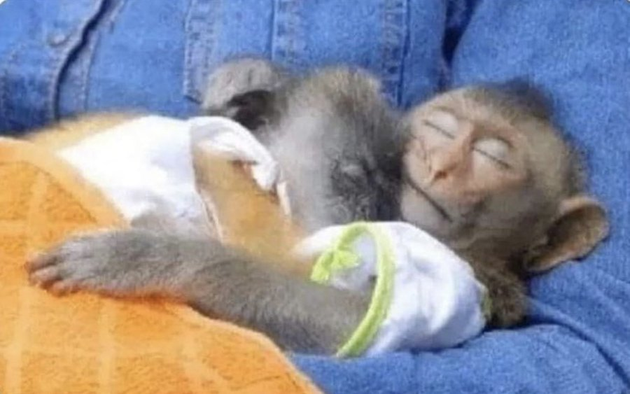 Monkey tweet media