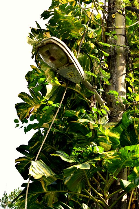 TamikoCreativeH's tweet photo. Art of the Day! "OLD LIGHT POST". Buy at: https://t.co/lwEziTmcN3 https://t.co/ciSkeysiZH