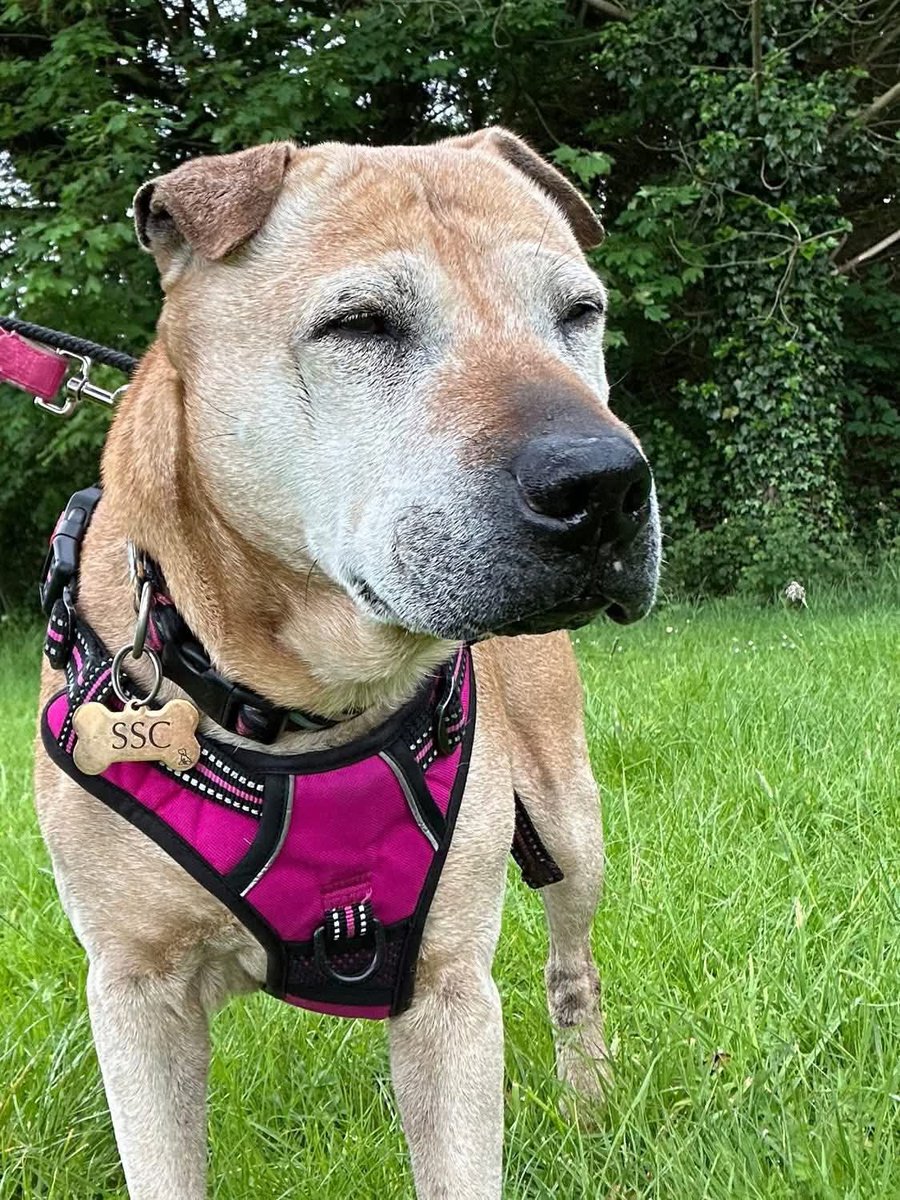 SeniorStaffy's tweet photo. Sasha &amp; Mr Pringles are not ready to adopt just yet - they are having assessments &amp; vet checks &amp; being cared for by their aunts n uncs who take them for walks &amp; spend time in the sofa room. The dogs can play with toys,play enrichment games &amp; snuggle ❤️🤗🐾
https://t.co/qYmQ0zmM63 https://t.co/JrBLVCR0oN
