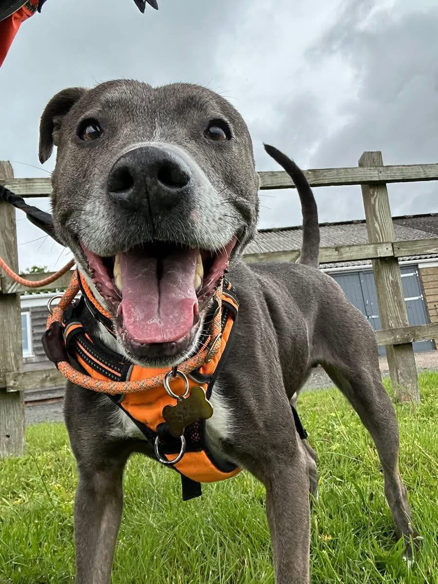 SeniorStaffy's tweet photo. Sasha &amp; Mr Pringles are not ready to adopt just yet - they are having assessments &amp; vet checks &amp; being cared for by their aunts n uncs who take them for walks &amp; spend time in the sofa room. The dogs can play with toys,play enrichment games &amp; snuggle ❤️🤗🐾
https://t.co/qYmQ0zmM63 https://t.co/JrBLVCR0oN