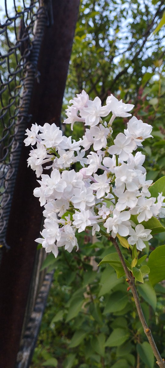 SSufyr's tweet photo. #квіти #flowes #весна https://t.co/m5t0vXV2wG