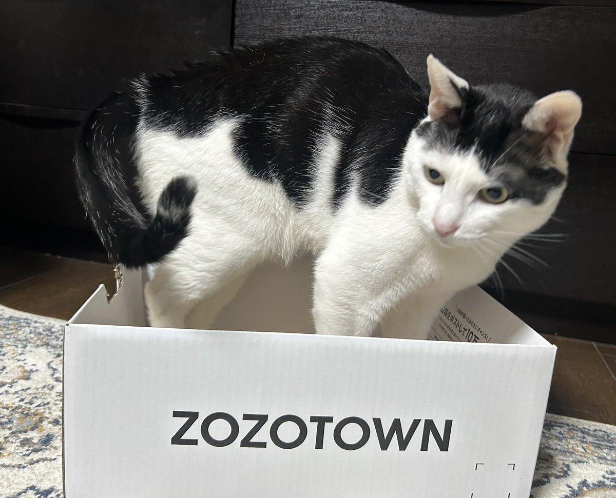 luvmaro4ever's tweet photo. 箱は必ずチェック🐈‍⬛
#ZOZOWEEK箱CP https://t.co/NKHsAp7zTJ