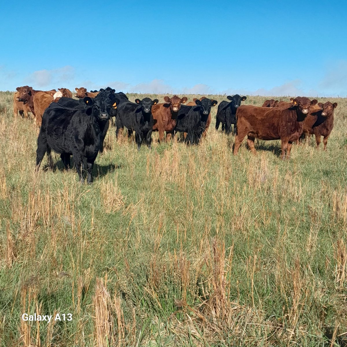Plan Agropecuario tweet media