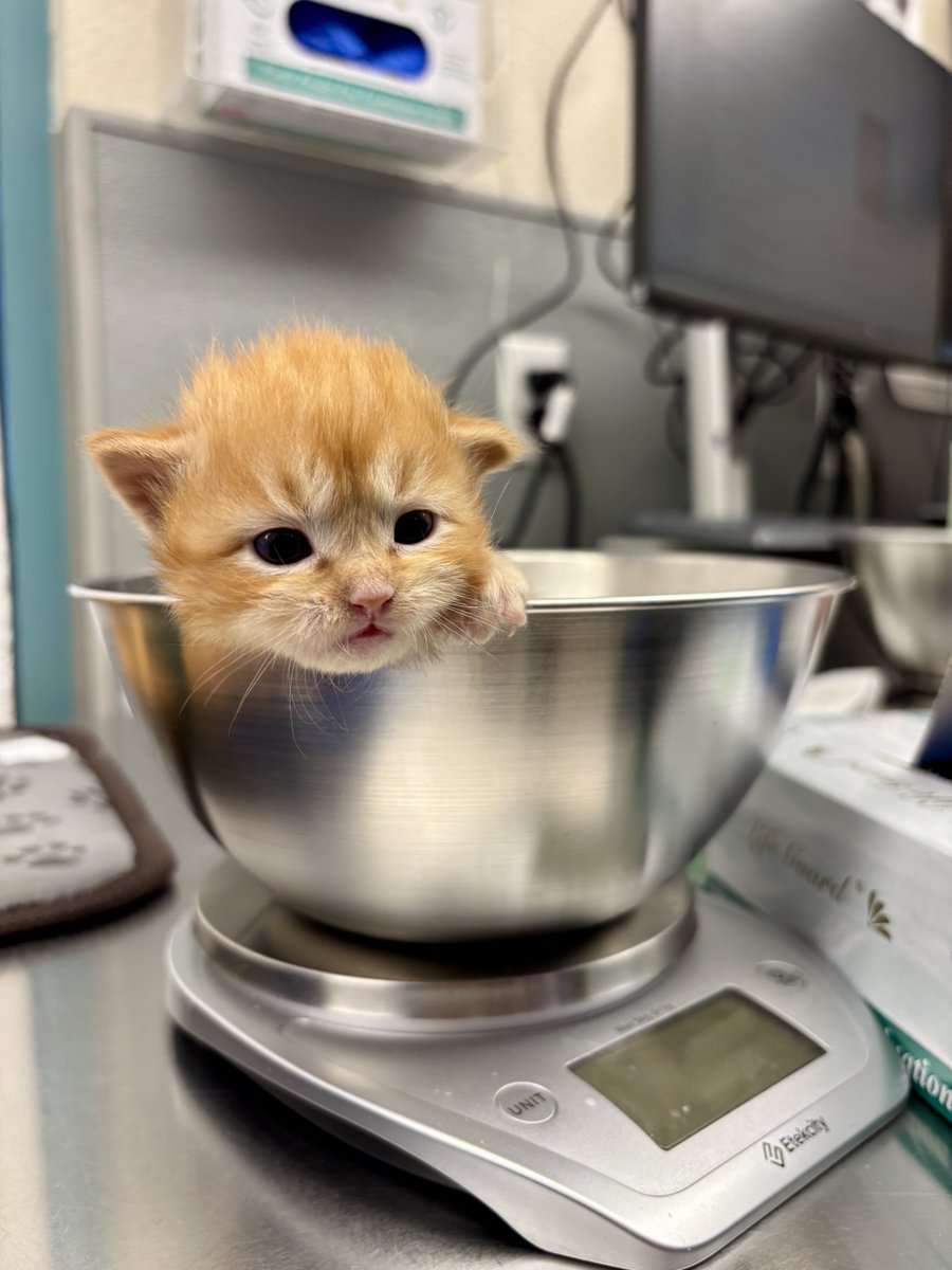The Animal Foundation tweet media