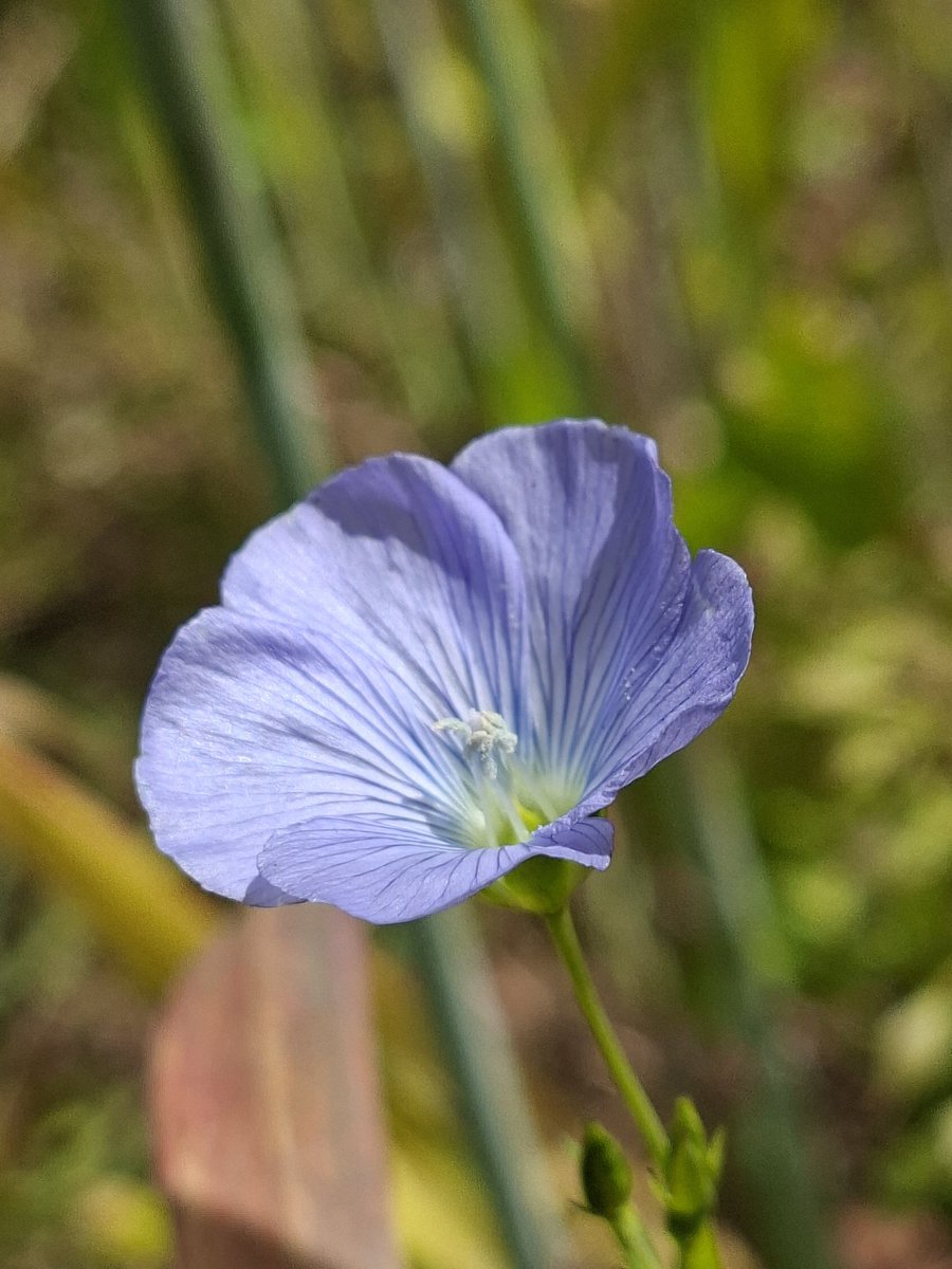 mycathardy's tweet photo. Flax flower. I love this colour! #flax #farming #arable https://t.co/J1vbnEx6gw