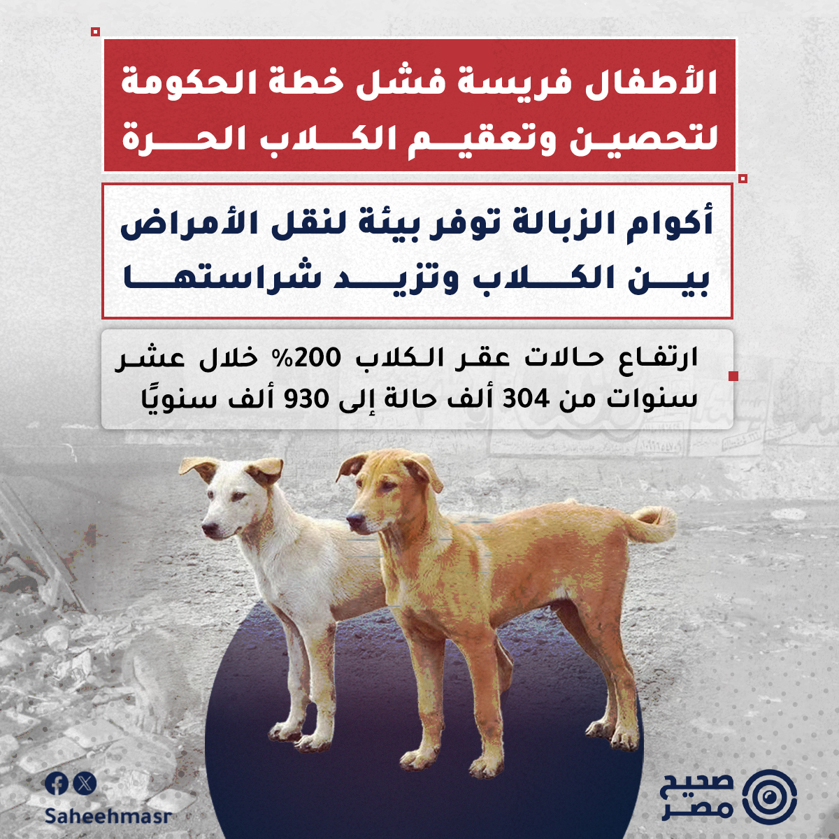 SaheehMasr's tweet photo. 🔴 في يومٍ من أواخر شتاء العام الماضي، وفي أحد شوارع مدينة حدائق الأهرام بالجيزة، دوّت صرخات الطفل "أنس" البالغ من العمر أحد عشر عامًا، إذ هاجمته وحاصرته مجموعة من الكلاب، ورغم محاولات السكان إنقاذه لم يفلت الطفل من العقر.

◾حصل أنس، على المصل الوقائي تخوفًا من أن يكون أحد #الكلاب التي هاجمته حاملًا لفيروس "داء الكلب"، ورغم تأكيد الأطباء عدم وجود خطر على حياته حال الالتزام باستكمال الجرعات، عاشت الأسرة في ذعر وترقّب شديدين حتى انتهى من الحصول على جرعات المصل بسلام، وفقًا لرواية والده لـ "صحيح مصر".

◾قبل عدة أشهر من هجوم الكلاب على أنس، تعرض شقيقه لهجوم مشابه من الكلاب بذات المنطقة، ما دفع الأب إلى التأكيد على أبنائه بعدم السير بمفردهم إلا في أضيق الأحوال.

◾داء الكلب أو "السعار"، هو مرض فيروسي قاتل يصيب الجهاز العصبي المركزي، وتحدث الوفاة في معظم الحالات بعد ظهور الأعراض إذا لم يتلقى الشخص العلاج الوقائي المناسب، وتحدث نحو 99% من الإصابات بفعل عضّات أو خدوش الكلاب المصابة وفقًا لمنظمة الصحة العالمية، ويشمل العلاج الوقائي الحصول على اللقاح والمصل وفق البروتوكول المُتّبع. [1]

◾القلق الذي اختبرته أسرة أنس مع طفليها ليس حالة فردية، في ظل غياب التطبيق الحكومي الفعال لبرامج تعقيم وتحصين الكلاب الحرة، وتراكم أكوام القمامة في كثير من المناطق، وهو ما تسبب في زيادة أعداد الكلاب وعدد حالات عقر المواطنين، وفق بيانات حكومية وتصريحات أطباء بيطريين.

❓ كيف زادت حالات العقر؟

◾خلال العشر سنوات الماضية، ارتفع عدد حالات عقر الحيوانات للمواطنين بنسبة تخطّت 200%، من نحو 304 ألف حالة عام 2014 إلى حوالي 930 ألف حالة عام 2023، بحسب الدليل الإرشادي لوزارة الصحة والسكان. [2]

◾الزيادة في حالات عقر الكلاب قابلها ارتفاعًا في معدلات استهلاك أمصال ولقاحات الوقاية من "داء الكلب" بنسبة 35% خلال الثلاث سنوات الأخيرة، وفق ما قال مصدر بشركة الأمصال واللقاحات "فاكسيرا" لـ "صحيح مصر".

◾بينما بلغت تكلفة شراء أمصال السعار عام 2022 نحو 151 مليون جنيه، زادت إلى  1.2 مليار جنيه سنويًا في ديسمبر الماضي، بحسب تصريحات خالد عبد الغفار، وزير الصحة، ومنال عوض، وزيرة التنمية المحلية. [3]

◾وبين مايو وأغسطس الماضيين، تقدم النائبين إبراهيم نظير، ومحمود عصام موسى، عضوا مجلس النواب، بطلب إحاطة موجّه إلى الحكومة بشأن تزايد أعداد الكلاب الحرة في الشوارع، وذلك عقب عقر كلب لطفل في محافظة الشرقية. [4]

🔴 غياب البيانات الرسمية عن أعداد الكلاب

◾بينما يؤكد متخصصون ارتفاع أعداد الكلاب الحرة في #مصر، إلا أنه لا يوجد حصر رسمي دقيق بمنهجية واضحة، وهو ما يؤكده مسؤول سابق بهيئة الخدمات البيطرية لـ "صحيح مصر": "أي حد بيقول عدد محدد للكلاب بيقول رقم جزافي، سبق وحاولنا الحصر بالتعاون مع منظمات دولية ووجدنا صعوبة لطبيعة تنقلها.. مفيش رقم هيتقال صح 100%".

◾وقالت منى خليل، رئيس اتحاد جمعيات الرفق بالحيوان، في تصريحات إعلامية: "لا يمكن لأي طرف أن يزعم امتلاكه رقمًا دقيقًا لأعداد الكلاب، كما أشار وكيل نقابة الأطباء البيطريين إلى عدم وجود إحصاء دقيق، غير أنه قدّر عدد الكلاب الحرة بأنها بين 20 إلى 30 مليون كلب. [5]

◾وقدر خالد سليم، نقيب الأطباء البيطريين، أعداد الكلاب الحرة اللازمة للحفاظ على التوازن البيئي بنحو 6 - 7 ملايين كلب. [6]

❓ بين التحصين والقتل.. كيف تتعامل الحكومة مع الكلاب الحرة؟

◾مصدر بنقابة الأطباء البيطريين، قال إن التوقف عن قتل الكلاب بالخرطوش والسم، ثم قصرها على الكلاب الشرسة والمسعورة فقط كانت بداية لتزايد أعداد الكلاب في الشوارع.

◾ويشرح مصدر مسؤول في إحدى مديريات الطب البيطري، آلية التعامل مع الكلاب خلال السنوات الماضية: "كان يتم تنظيم حملات مكثفة قبل عام 2011 للتخلص من الكلاب التي يُشتبه في شراستها أو إصابتها بداء الكلب بـالخرطوش، بناءًا على بلاغات مواطنين أو الجهات المعنية".

◾وأضاف المصدر: "في 2011 صدر قرار بالتوقف عن استخدام الخرطوش بسبب المشاكل الأمنية واللجوء لسم الاستركنين لقتل الكلاب، قبل أن تضغط جمعيات الرفق بالحيوان لتصدُر تعليمات رسمية عام 2022 بعدم التخلص من الكلاب إلا إذا كانت شرسة أو مسعورة بمادة مخدرة لا تسبب ألم للكلاب، وذلك بحضور ممثلين لجمعيات الرفق بالحيوان".

◾وأفاد تقرير صادر عن المركز القومي للسموم التابع لمستشفيات جامعة القاهرة، موجهًا إلى هيئة مفوضي الدولة، أن مادة الاستركنين شديد الخطورة واستخدامها في التخلص من الكلاب "أسلوب قاسي وغير رحيم" لأنه يسبب عذاب للحيوان لفترة قد تصل إلى ساعتين من وقت التعرض للمادة وحتى النفوق. [7]

◾يصف ناشط في مجال حقوق الحيوان، تحدث لصحيح مصر، استهداف الكلاب السليمة بأي شكل من القتل سواء بالخرطوش أو السم بـ "الإجرام"، مشيرا إلى أن الآلية الأفضل لحماية الإنسان والحيوان من الإصابة بداء الكلب هو تحصين الكلاب ضد الفيروس، كاشفًا عن توفير منظمة الصحة العالمية نحو 2 مليون جرعة تحصين كمرحلة أولى ضمن استراتيجية القضاء على "داء الكلب".

◾واتفق مصدر بنقابة الأطباء البيطريين، ومسؤول سابق بهيئة الخدمات البيطرية، على أن تراكم القمامة في الشوارع من ضمن أبرز أسباب تزايد أعداد الكلاب، لما توفره من مصدر دائم للغذاء والتعايش، فضلا عن تناول الكلاب لأطعمة ملوثة من القمامة وهو ما يعرضها للإصابة بالأمراض المختلفة، ويزيد من شراستها.

◾لجنة الفتوى في #الأزهر_الشريف، قالت إنه لا يجوز قتل الكلاب أو غيرها من الحيوانات الحرة إلا إذا "تحقَّق ضررها كأن تهدد أمن المجتمع وسلامة المواطنين"، مع اشتراط أن يكون القتل هو الوسيلة الوحيدة لكفّ أذاها ومراعاة أن يكون بطريقة ليس بها تعذيب. [8]

❓ هل تنفذ الحكومة خطة التحصين والتعقيم؟

◾تتبنى هيئة الخدمات البيطرية، خطة لتحصين وتعقيم الكلاب الحرة ضمن خطة 2030 القائمة على استراتيجية منظمة الصحة العالمية للقضاء على "داء الكلب"، وذلك وفق مصدر مسؤول في إحدى مديريات الطب البيطري، إلا أن هذا التوجه يواجه بعض العوائق، بحسب مصدر في نقابة الأطباء البيطريين ومسؤول سابق بهيئة الخدمات البيطرية. [9]

◾يقول المصدر في نقابة الأطباء البيطريين، إن العائق الأول هو نقص الكوادر البشرية من البيطريين وعدم وجود عمال مدرّبين متخصصين للإمساك بالكلاب، والمشكلة الأخرى أن مفعول تحصين الكلاب المُستخدم في مصر، ضد الفيروس يكون لمدة عام واحد فقط أو ثلاث سنوات في حالة المصل المستورد، تحتاج بعدها إلى تطعيم جديد.

◾يشاركه الرأي المسؤول السابق بالهيئة، قائلا: "صعب جدًا جمع الكلاب اللي اتطعمت مرة تانية لإعطائها التطعيم من جديد، كما أن تطعيم ملايين الكلاب سنويًا يحتاج مخصصات مالية لا تتوفر لدى الهيئة والمديريات، خصوصًا إن جزء منها فقط يُصرف على الكلاب الضالة".

◾كشف تقرير صادر عن هيئة الخدمات البيطرية، أن إجمالى عدد الكلاب التي تم تحصينها خلال أربع سنوات في الفترة بين عاميّ 2021 و2024 بلغ نحو 234.5 ألف كلب فقط، وهي نسبة منخفضة مقارنةً بإجمالي عدد الكلاب في مصر التي يقدّر عددها بالملايين. [10]

◾غير أن الناشط في حقوق الحيوان، أشار إلى نجاح تجربة تحصين الكلاب الحرة في بعض المناطق بالقاهرة الكبرى، وهو ما يعتقد أنه يمكن تحقيقه في بقية المناطق والمدن بالتزامن مع بدء تفعيل قانون حيازة الحيوانات الخطرة واستراتيجية الدولة للقضاء على "داء الكلب".

◾ويرى مسؤول سابق بهيئة الخدمات البيطرية، أن اللجوء لتعقيم الكلاب كحل للحد من تزايد أعدادها، تواجهه أيضا مشكلات تتعلق بالميزانية إذ يحتاج لمخصصات كبيرة، حيث يتطلب نجاح هذا الحل تعقيم أعداد كبيرة من إناث الكلاب لمواجهة زيادة المواليد الجدد إذ تلد كل كلبة نحو مرتين سنويا بمتوسط 5 جراء في كل مرة، ويتطلب تعقيمها توفير أماكن للإيواء لمدة أسبوع على الأقل ورعاية طبية، بحسب قوله.

◾تبلغ متوسط تكلفة تعقيم الكلاب الذكور حوالي 100 جنيه و300 جنيه للأنثى وفقاً للتجربة التي نفذتها منال عوض وزيرة التنمية المحلية، خلال توليها منصب محافظة دمياط في الفترة بين 2018- 2024، بحسب بيان لمجلس الوزراء. [11]

❓هل يحلّ القانون الجديد أزمة نقص المخصصات؟

◾يطرح مسؤولون ضعف الإنفاق على خطة تحصين وتعقيم الكلاب الحرة كواحدة من أكبر الإشكاليات التي تعطل تنفيذها ومن ثم تحقيق التوازن البيئي والتحكم في الأعداد المتزايدة من الكلاب الحرة.

◾غير أن قانون حيازة الحيوانات الخطرة والكلاب، نصّ على تخصيص موارد مالية إضافية عن المخصصات في الموازنة العامة للدولة لمواجهة مشكلة الحيوانات الحرة، من خلال فتح حساب خاص تُصرف منه النفقات اللازمة لهذا الغرض. [12]

◾وتُموَّل هذه الموارد من عدة مصادر، من بينها حصيلة رسوم إيواء الحيوانات ونسبة 20% من القيمة الجمركية لأغذية الكلاب والقطط والطيور الأليفة للزينة، وقيمة الغرامات المحصلة بموجب أحكام القانون.

◾بلغت مصروفات الهيئة العامة للخدمات البيطرية في مشروع موازنة العام المالي الحالي 2025/ 2026 نحو 1.116 مليار 2025/ 2026، مقابل 918.5 مليون جنيه العام المالي الماضي بزيادة 22%، بحسب بيانات موازنة الجهاز الإداري. [13]

🔴 تجارب عربية لمواجهة الأزمة

◾تتشابه التجربة التي تستهدف مصر، تنفيذها في التعامل مع ظاهرة الكلاب الحرة من خلال قانون حيازة الحيوانات الخطرة والكلاب الذي صدرت لائحته التنفيذية في مايو الماضي، مع تجربة دولة المغرب.

◾أنفقت #المغرب نحو 23 مليون دولار خلال السنوات الخمس الماضية على مراكز وبرامج مكافحة الحيوانات الحرة ومن ضمنها الكلاب، وفق تقرير لموقع "أسوشيتدبرس"، إذ كانت قد أطلقت عام 2019 برنامجًا وطنيًا لمعالجة تلك الظاهرة باسم "اصطياد إخصاء تطعيم وإعادة". [14]

◾يعمل البرنامج على نقل الكلاب إلى مراكز خاصة للفحص والتطعيم والتعقيم ثم تعاد إلى أماكنها مرة أخرى مع وضع علامات تشير إلى أنها آمنة ولا تشكل خطرًا على المواطنين.

◾وهي ذات الخطة التي تعتزم #الأردن، تبنّيها من خلال اتفاقية ثلاثية بين وزارة الإدارة المحلية وأمانة عمان ونقابة الأطباء البيطريين، غير أنها سوف تقوم باستحداث آلية جديدة بزراعة شريحة إلكترونية في الكلاب. [15]

◾ونصّت اللائحة التنفيذية لقانون تنظيم حيازة الحيوانات الخطرة والكلاب في مصر، على التنسيق مع الجهات المعنية لتخصيص أراضي في كل محافظة لإيواء الكلاب الحرة، بالإضافة إلى التوسع في عمليتي التحصين والتعقيم.

@CabinetEgy 

#صحيح_مصر
📨 لو عندك تصريح، خبر، بوست أو تغريدة عايز تتأكد من دقته ومدى صحته.. فريق صحيح مصر على استعداد لتلقي رسائلكم واستفساراتكم عن أي معلومة مشكوك في صحتها، عبر رسائل الصفحة أو على الايميل info@saheeh.news