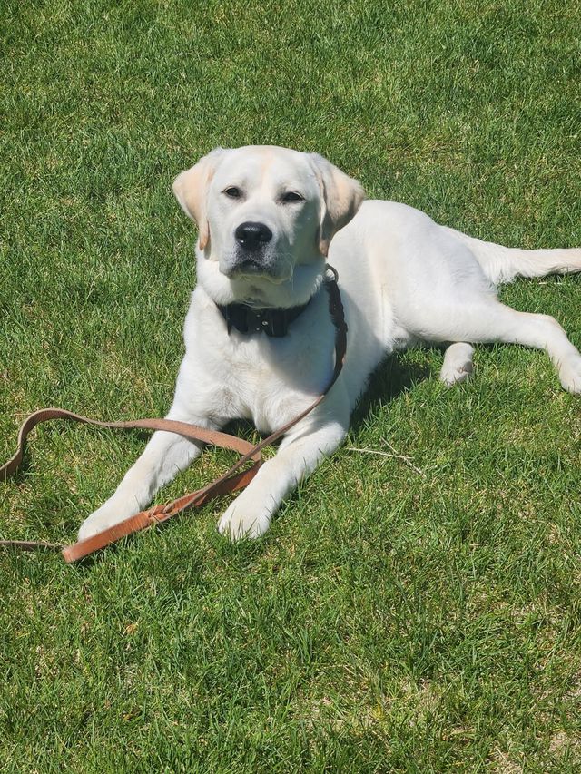 Sandy_Police's tweet photo. We’re excited to introduce our new service animal, BEACON (or some like to call him, BACON)! 🥓
Thanks to @4pawsutah , we’ve welcomed this friendly yellow lab, specially trained to detect stress, elevated heart rates, and panic behaviors, helping regulate these responses. 🐾 https://t.co/tsLvjXY4dJ