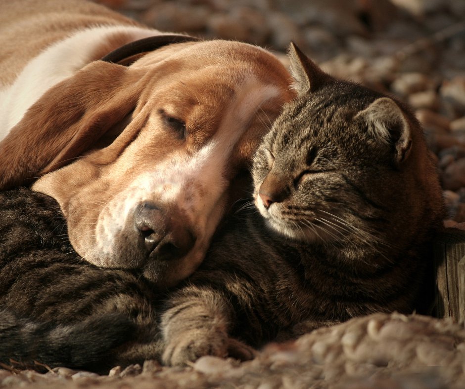 CircleBVet's tweet photo. Older Pets, Longer Days: How Senior Care Helps Dogs and Cats Thrive in May

Click to read more 📲 https://t.co/vKTcM7TXdU

#CircleBVeterinaryHospital #Veterinarian #CircleB #KatyTX #AnimalHospital #PetLaserTherapy #PetSurgery #PetVaccinations #PetDiagnostics https://t.co/35lPSpLEi9