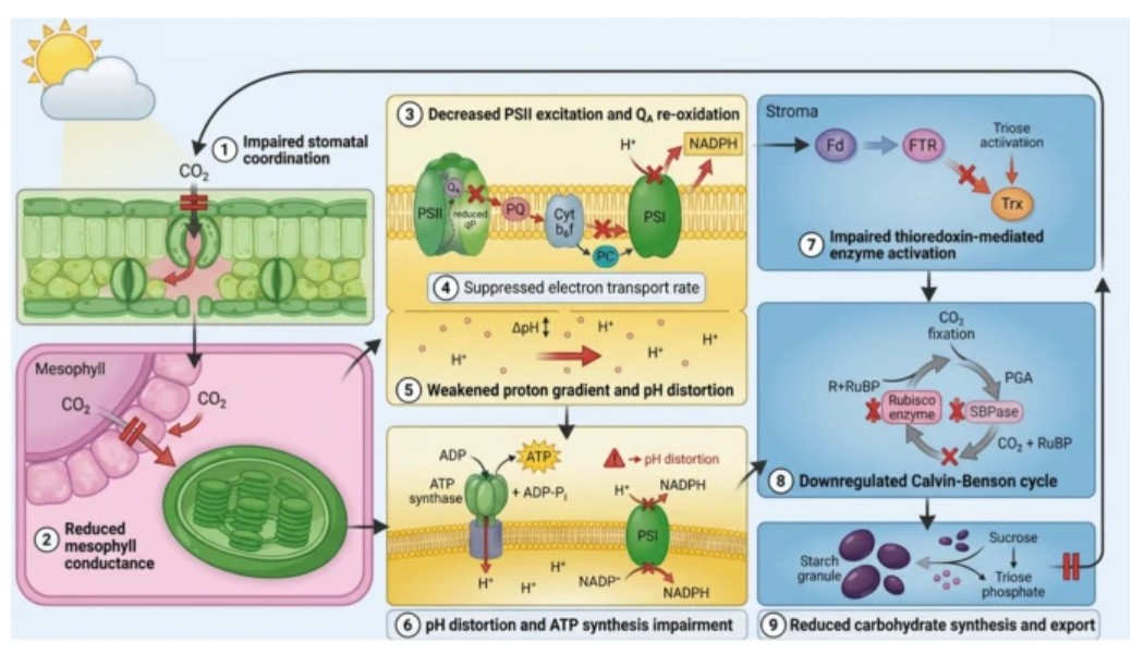 Plant Cell Reports tweet media