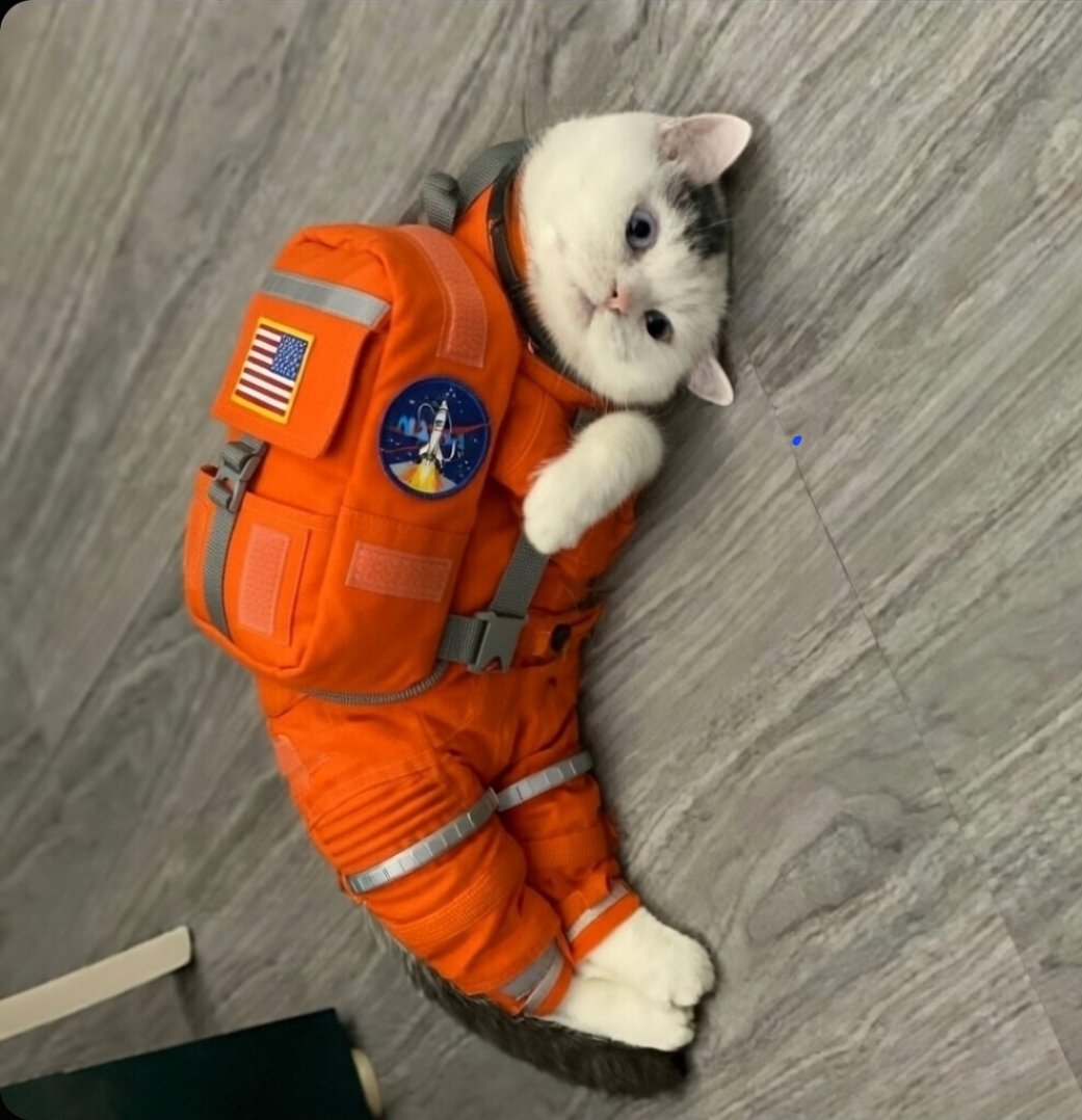 secretbenker's tweet photo. It will moon like there's no tomorrow.

All in due time..

Take your time off, spend time with friends and fam, earn money irl or gamble it away.

When you're done, the cat still moons.

The true power of mooncat is it's eternal presence in the universe, when we're long gone it will still live here as it is today.

Only at billions marketcap.

🌙 🐱

CA 5uqf5kAFH1b9XzQs3QsZjczs4pERxr7dJ5FM4Bznpump