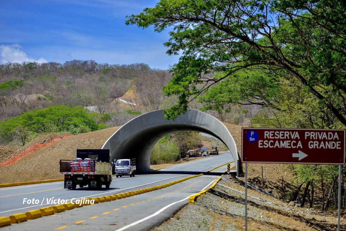 letsknownic's tweet photo. Los modernos pasos de fauna ya forman parte del tramo entre El Naranjo y Playa El Remanso, permitiendo el cruce seguro de especies silvestres en una de las rutas más turísticas de Nicaragua. 🇳🇮✨

📸: Víctor Cajina

#ConozcamosNicaragua https://t.co/FYr04RU5fO