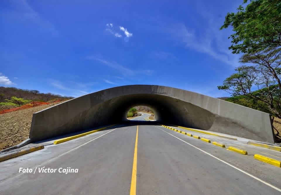 letsknownic's tweet photo. Los modernos pasos de fauna ya forman parte del tramo entre El Naranjo y Playa El Remanso, permitiendo el cruce seguro de especies silvestres en una de las rutas más turísticas de Nicaragua. 🇳🇮✨

📸: Víctor Cajina

#ConozcamosNicaragua https://t.co/FYr04RU5fO