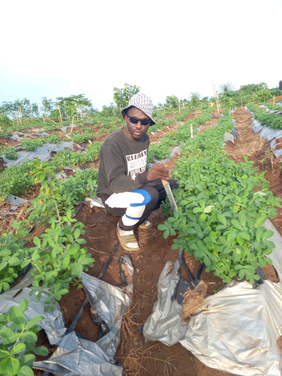 epiphanyfarmltd's tweet photo. Groundnuts. https://t.co/IKBPd7hydl
