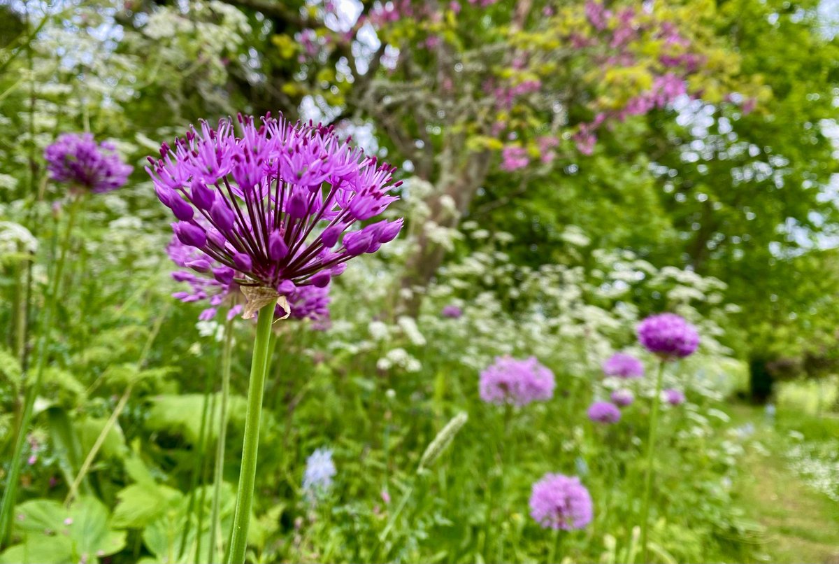 NTDyrhamPark's tweet photo. Alliums at the edge of the orchard with cow parsley and the cercis siliquastrum, or Judas tree, just behind. πππ
π· Anna F
#SpringGarden #Gardens #Alliums https://t.co/6KHcGrFbNF