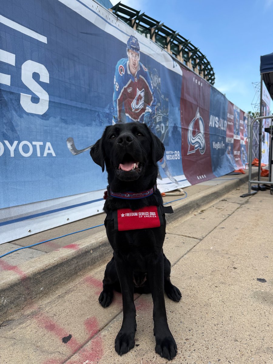 Freedom Service Dogs tweet media