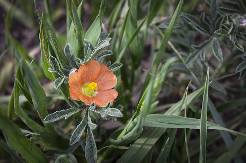 EiLeeGeorge's tweet photo. Good morning from the Wild West!
I brought you a flower🌸
This tiny beauty, Sphaeralcea coccinea, is called "Cowboy's Delight". Its sweet heart-shaped petals can cup the tip of your pinky finger. It's humble ground cover, &amp; easy to miss if you're not careful.

– #eiCandee 👁️ 🍬 https://t.co/eOXGJtpJCf