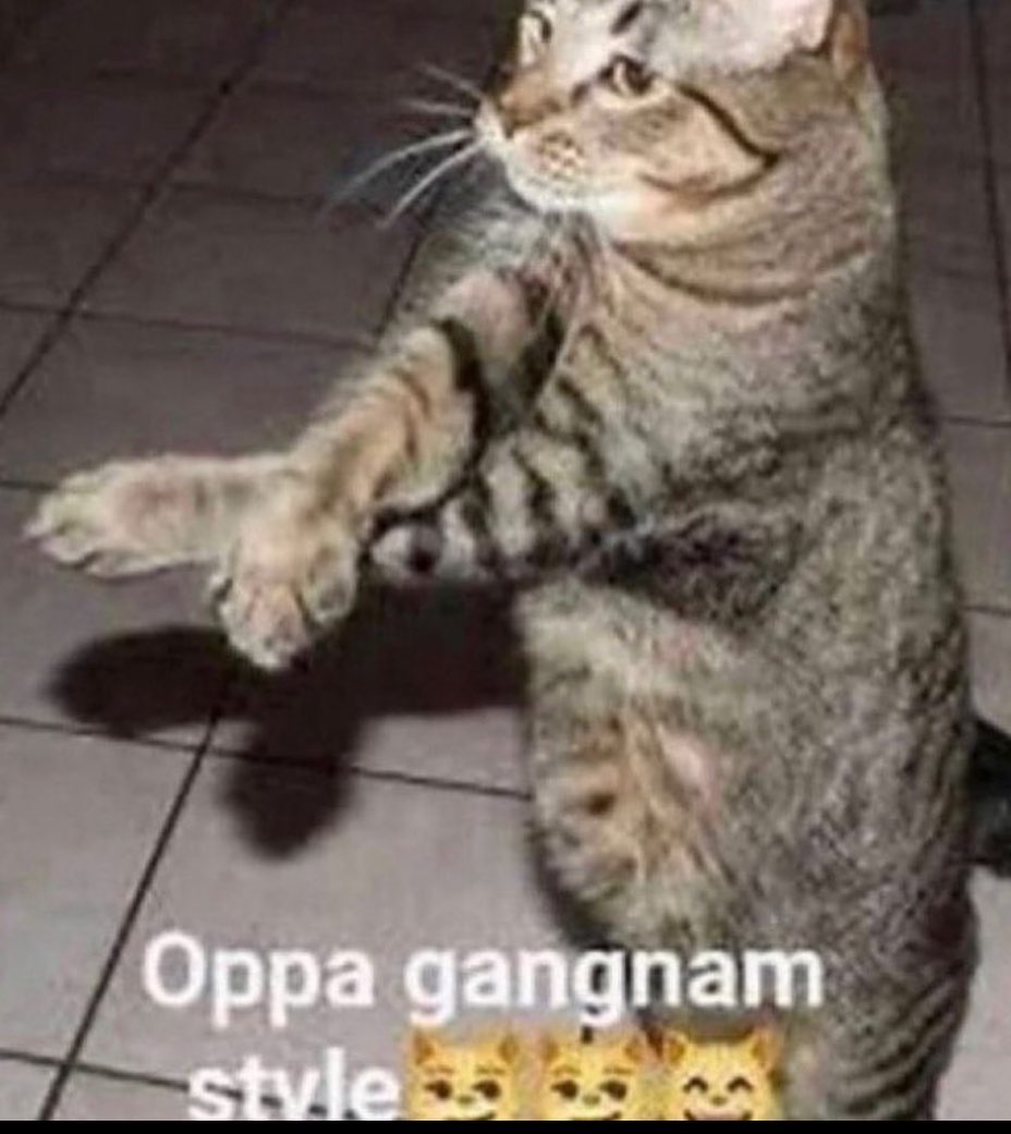 Punch Cat tweet media