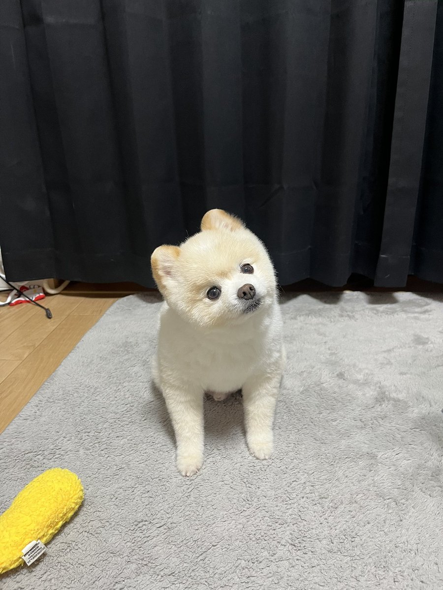 ぽんすけ大先生 (@yuyuyuyumee) / Posts / X
