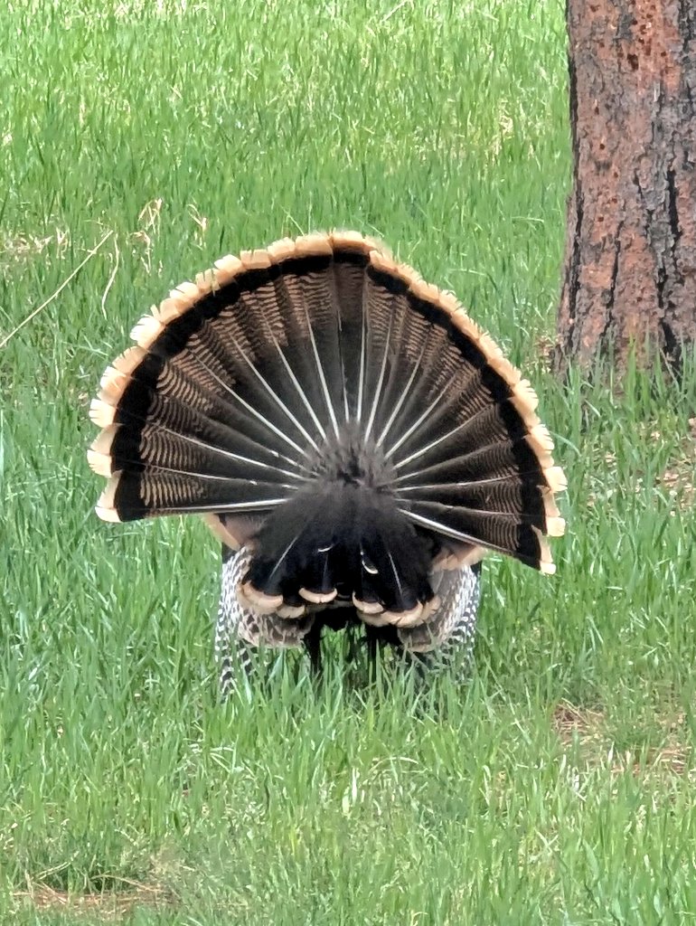 Forest Mommy🌲🗡💪🏹🌲🌲 tweet media
