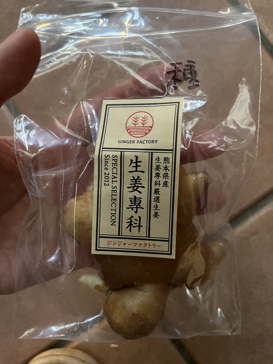 あちゃみ様 種生姜(200g以上)15kg 4月 しょうが 【 近江生姜 】 生姜種 種芋 300g入り | 農業屋.com