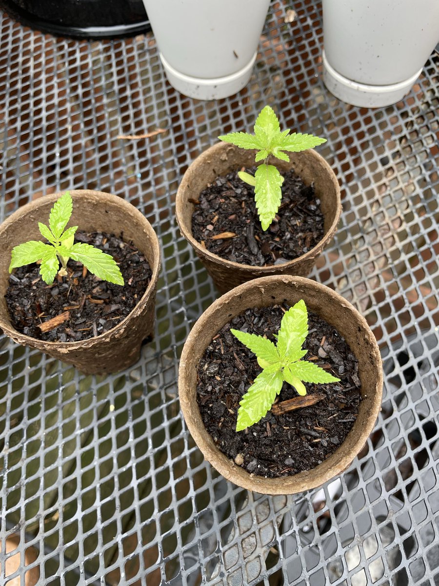 GrowerOutdoor's tweet photo. The New Season Begins! ✌️😎 https://t.co/dBjYPGjinL