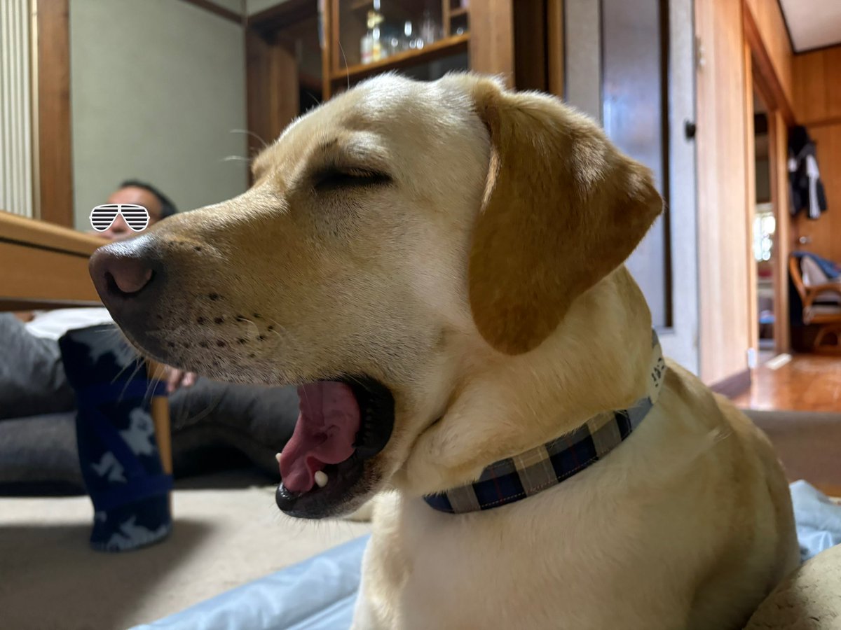 実家の犬きなこ tweet media