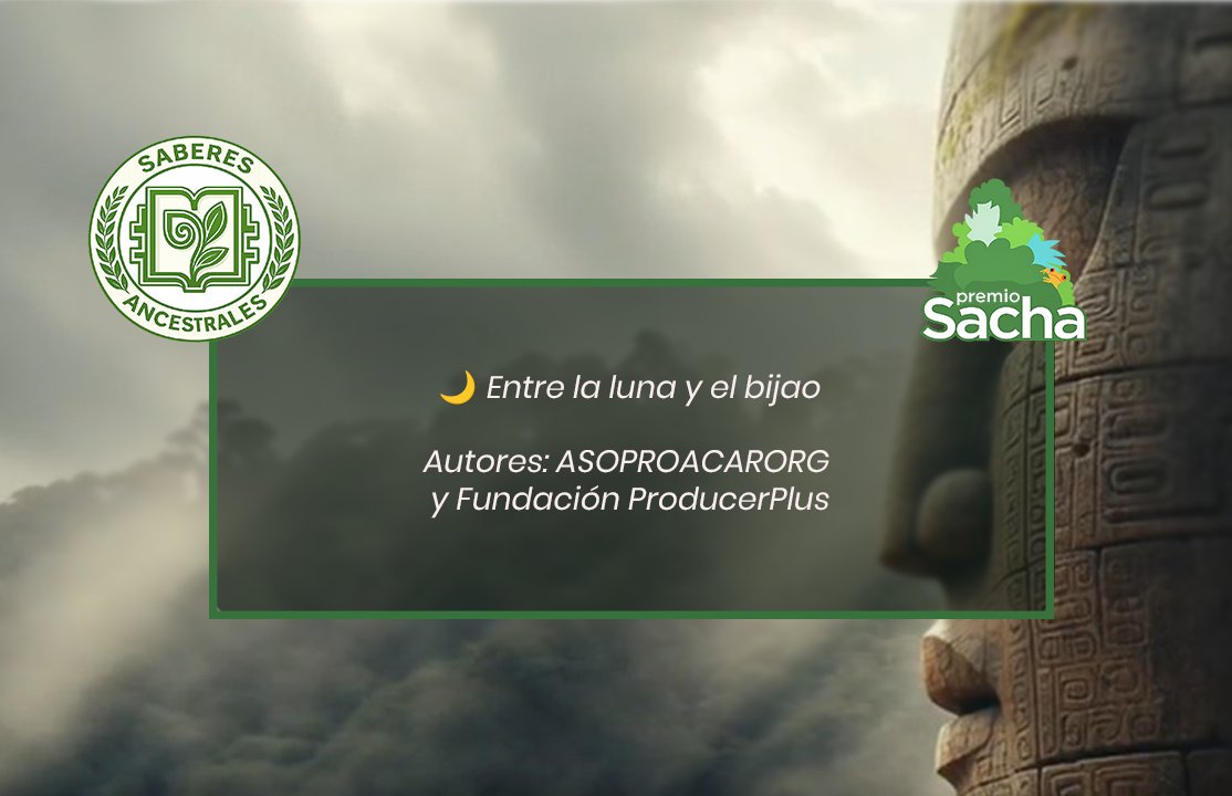 PremioSacha's tweet photo. 🌙🍫 En Ecuador, el cacao también se cosecha guiado por la luna.
ASOPROACARORG y Fundación ProducerPlus rescatan saberes ancestrales donde el bijao y la tradición crean aromas únicos. 🌿✨
📖 https://t.co/GOnWOp6MG2

#PREMIOSACHA #Cacao #SaberesAncestrales https://t.co/wiMgciM9Wl