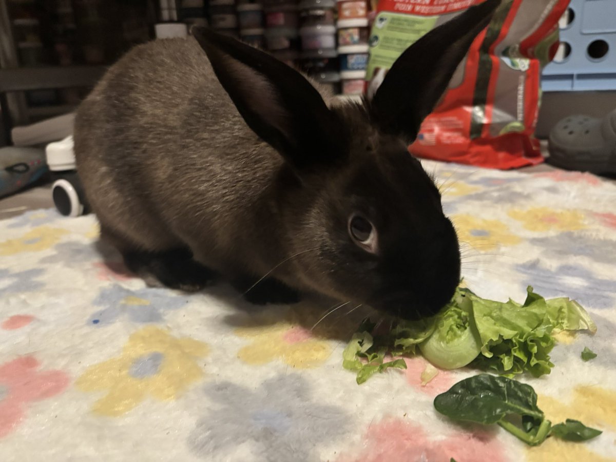 taintedpickles's tweet photo. What is bro giving me stink eye for https://t.co/KlKT4uZmu6