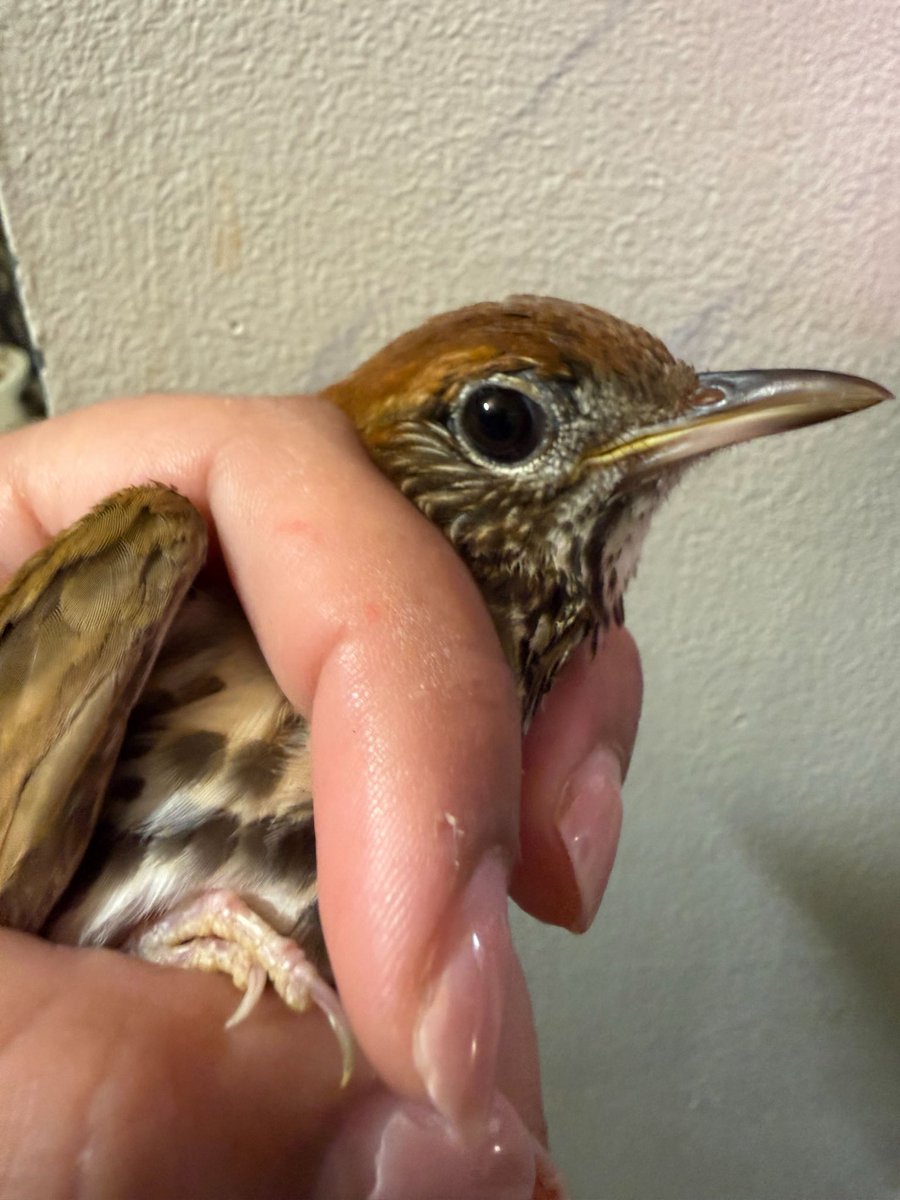 Wild Bird Fund tweet media