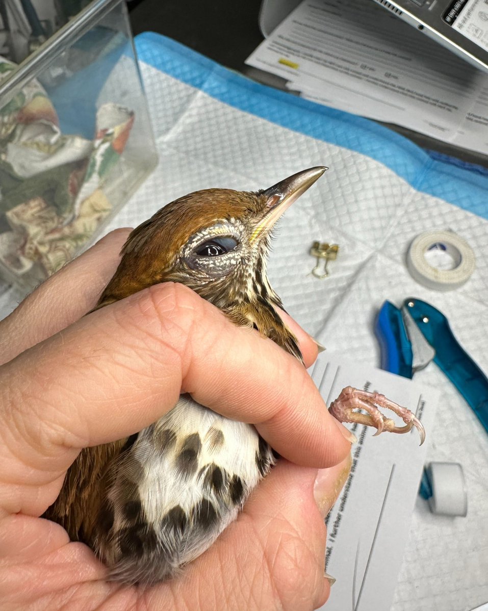 Wild Bird Fund tweet media