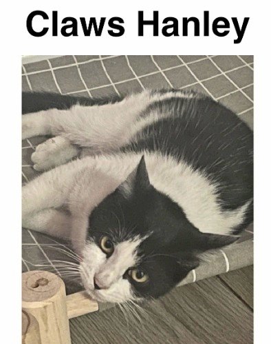 🌻Samson Cat🐱 tweet media