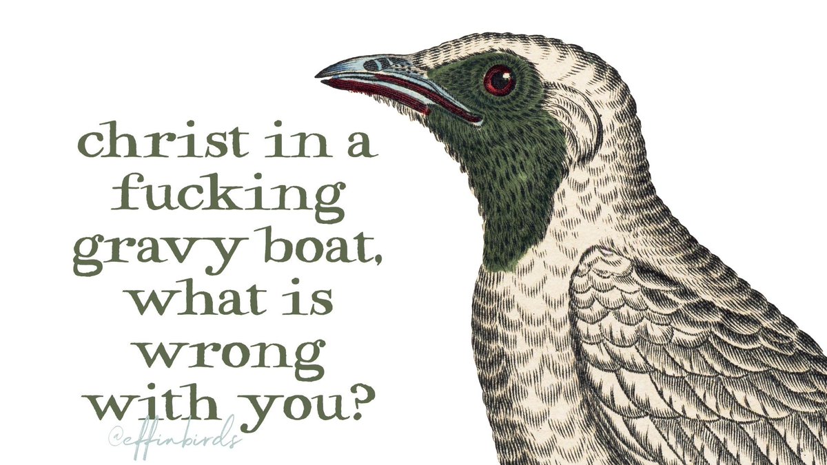 EffinBirds's tweet photo. https://t.co/cmEURWpnJ7