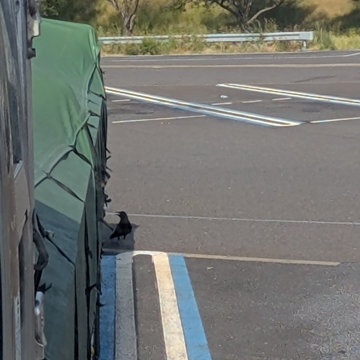 完全に マークされてます💦🤣💦🐦‍⬛🚚🐦‍⬛