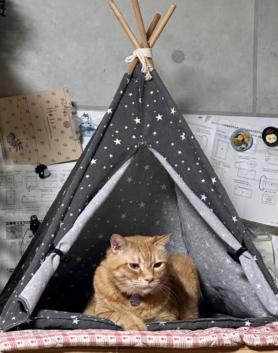max&kitty tweet media