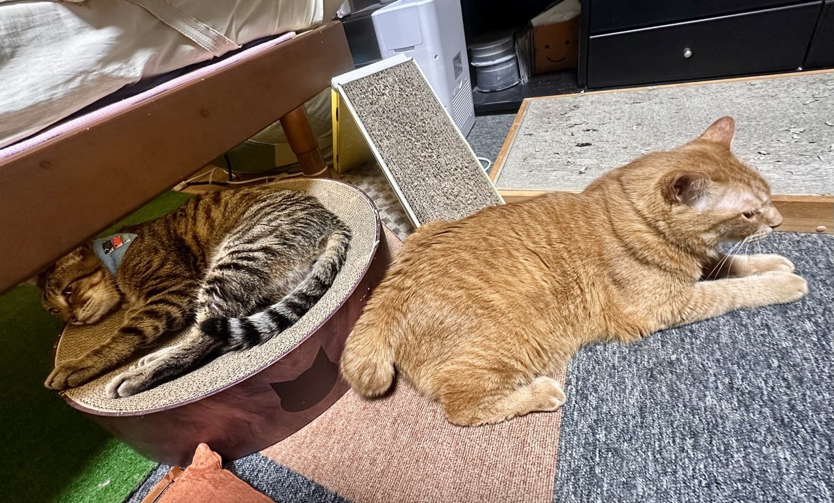 max&kitty tweet media
