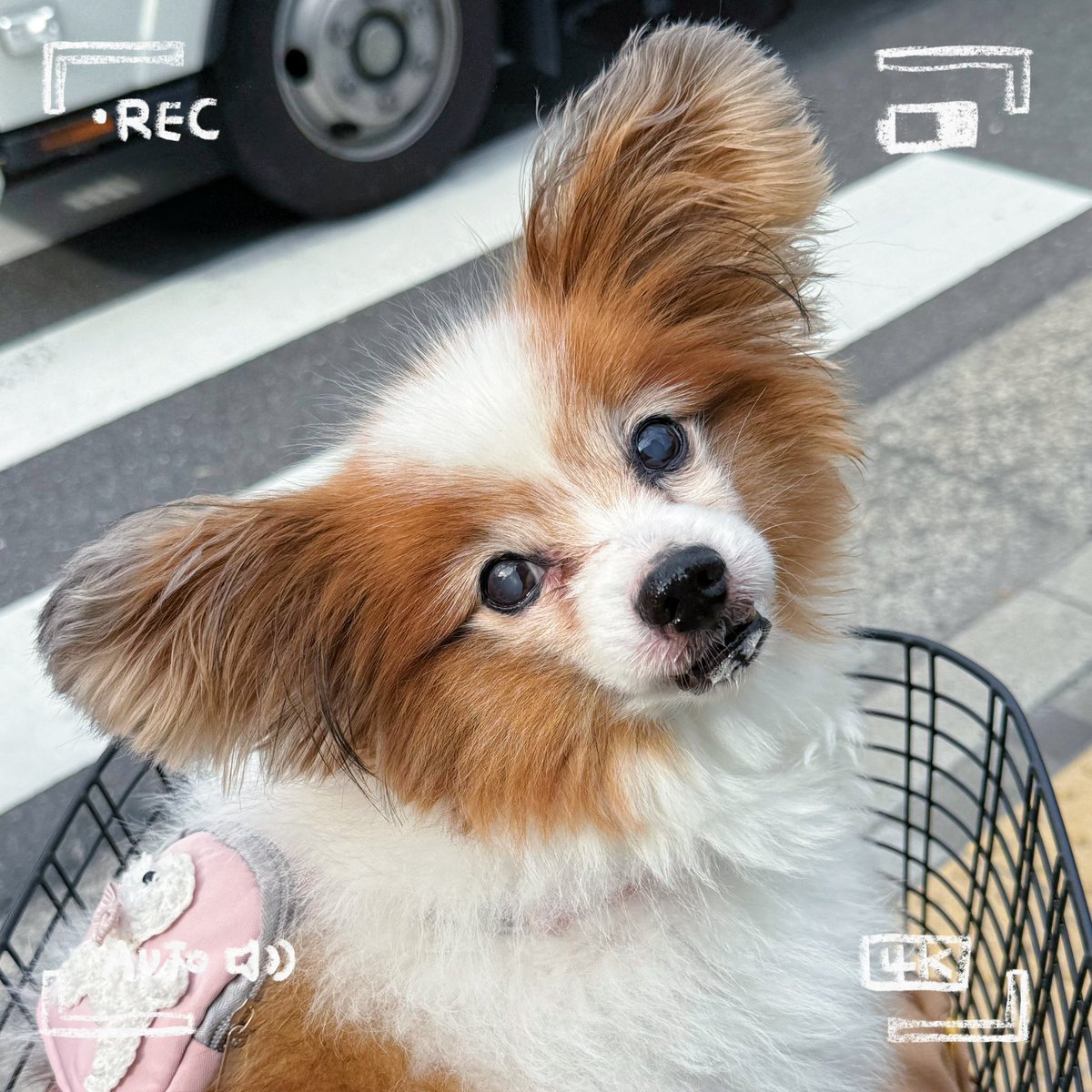 たんぱお tweet media