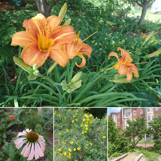 UofL Sustainability tweet media