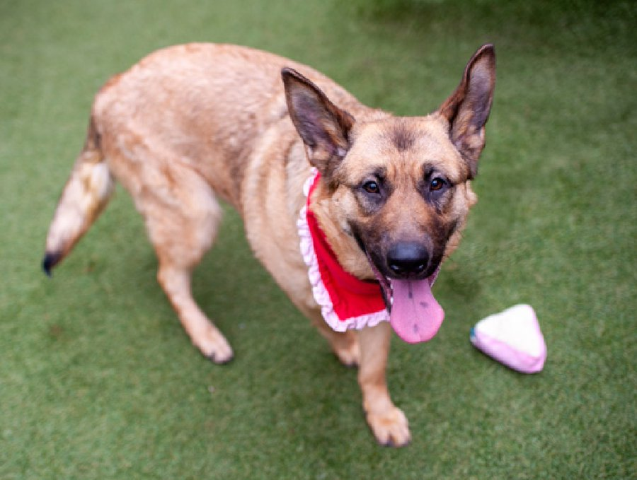 notthesameone2's tweet photo. 🐾9-month puppy Ambar at ACC b/c her owner died, surrendered by owner's brother who has had her since January & can no longer keep her. Housetrained, good on a leash, sweet, quiet, playful, active. Earned best possible behavior rating, friendly w/ strangers, lived well w/ 2 dogs, okayed for kids 5+. Available to foster or adopt by 5/21: https://t.co/SPHUpshuRe