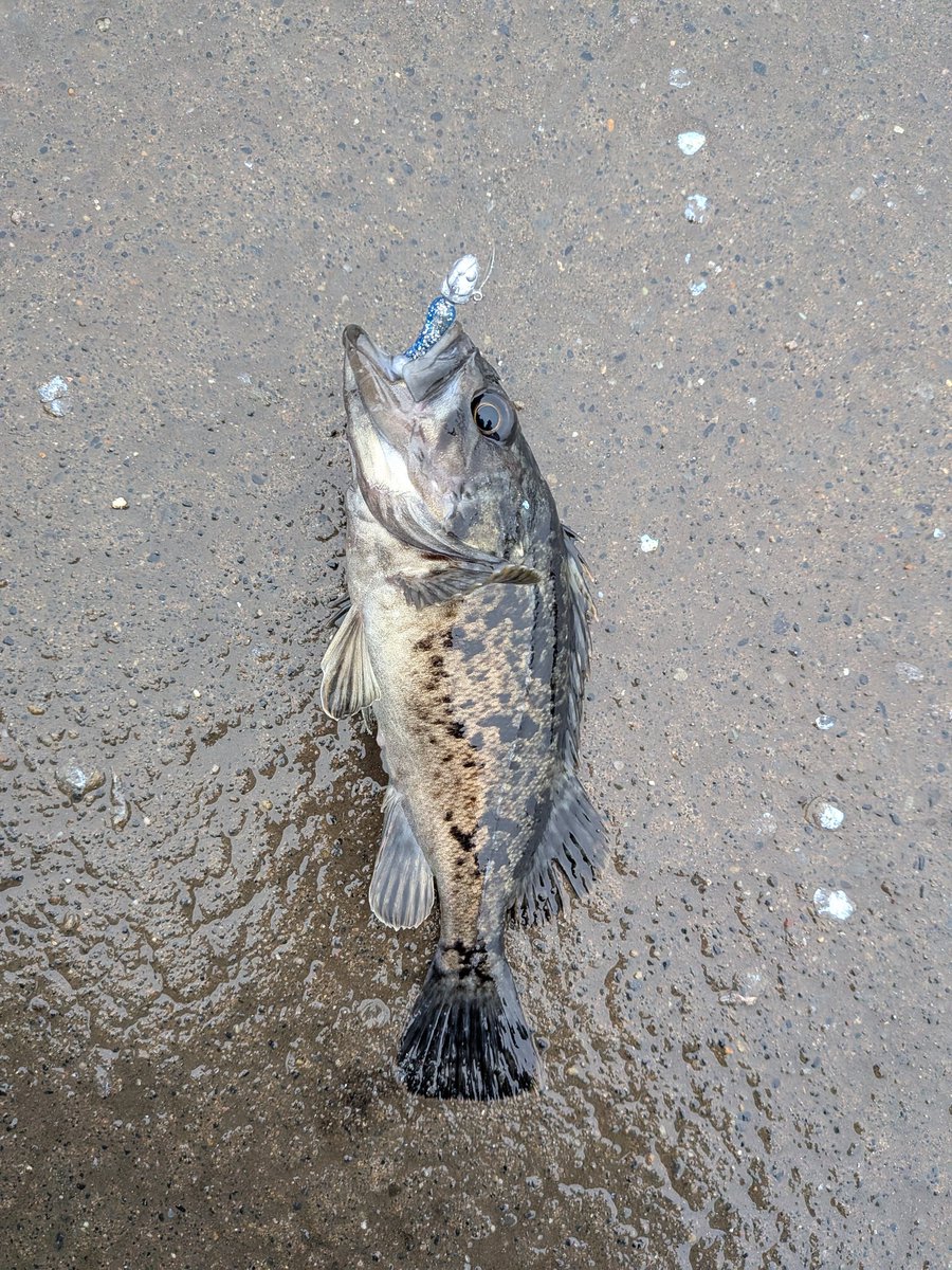 KyosukeFishing's tweet photo. ワームで五目釣り！ https://t.co/6A51lJDkYV