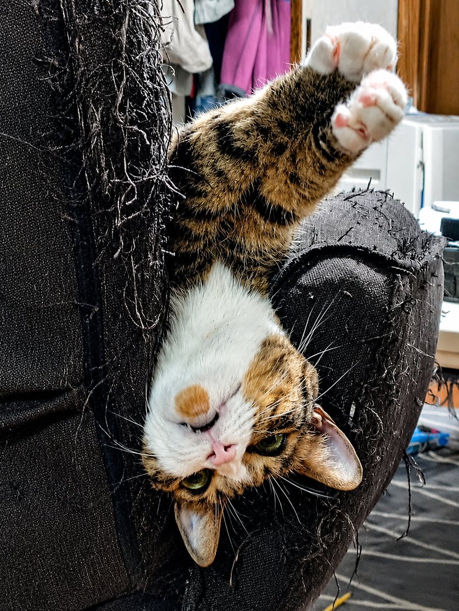しお@猫好き CAT LOVE🐾👣⸒⸒ tweet media