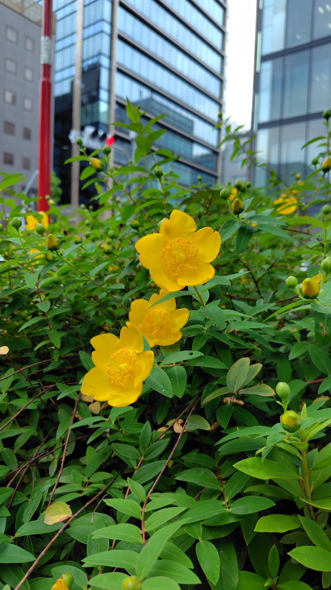 MLS_net's tweet photo. おはようございます！
今朝は晴れの秋葉原です🌞

キンシバイがたくさん咲いてました🌼
金の糸のようなおしべと５つの花弁から
金糸梅、が名前のもとです🥰

今日も一日気分アゲアゲで！🌈

#企業公式が毎朝地元の天気を言い合う
#企業公式相互フォロー祭り
#企業公式春のフォロー祭 https://t.co/hFc71EZbvB