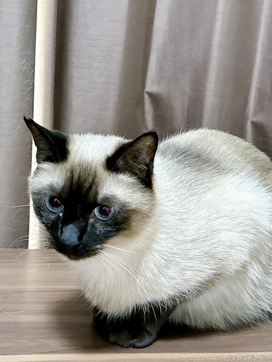 サビ猫サラミ&シャム猫ナッツ (@sarami_0724) / Posts / X
