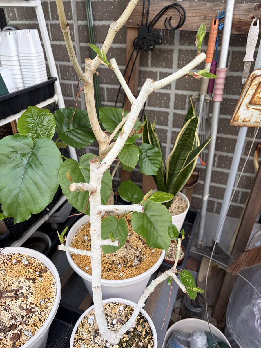 GoldenHanachan's tweet photo. #観葉植物、#フィカス
強剪定から1か月ちょっと葉っぱが出てきた。アルテシマ、ベンガレンシス、ウンベラータ、ルビーの順かな。生えてくるか心配でしたがここまでくれば安心です。 https://t.co/RxF0D0w2Qx
