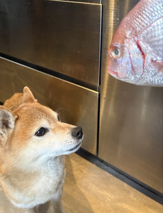 柴犬が好きすぎる＊シバ田 (@shiba_sukisugi) / Posts / X