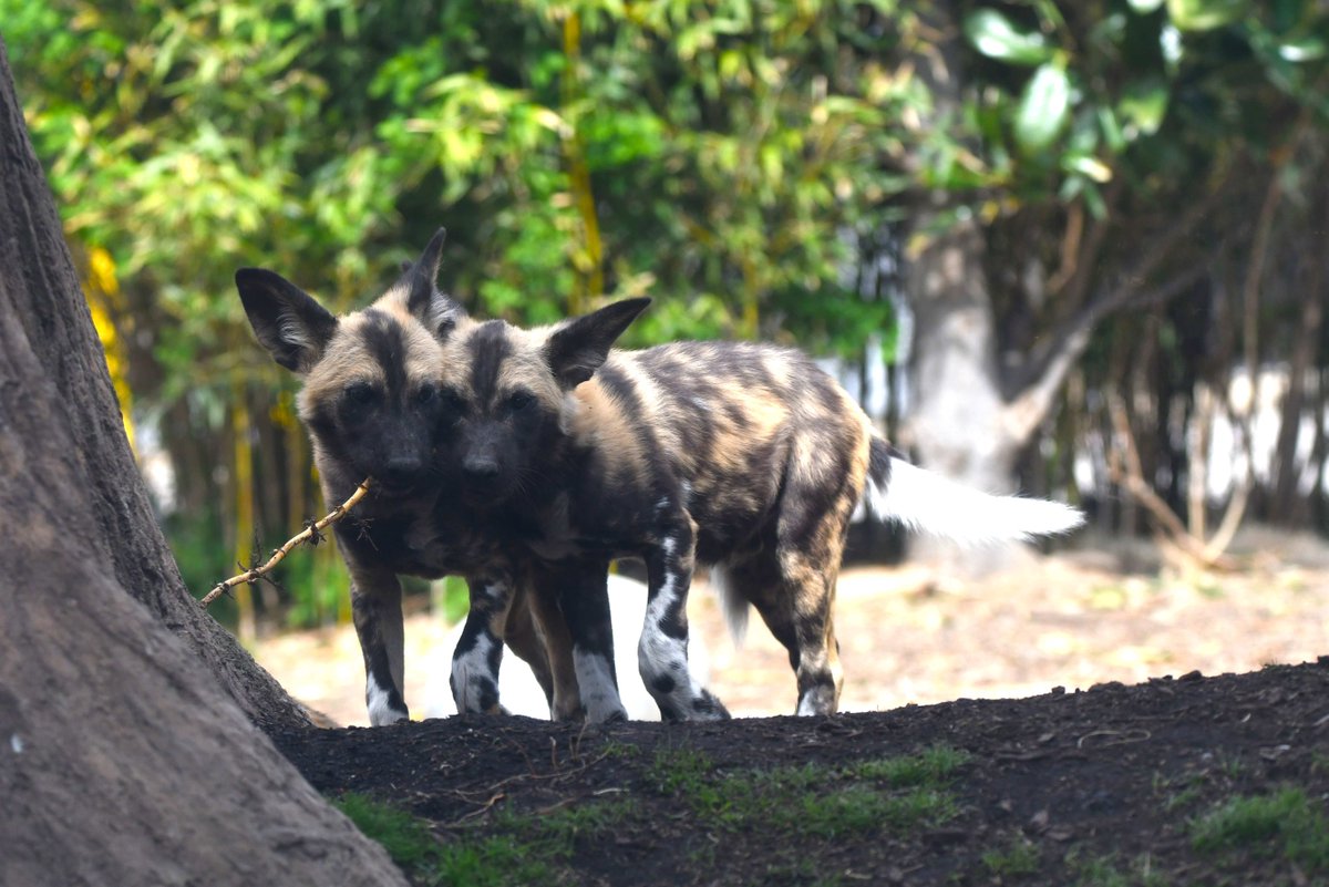stlzoo's tweet photo. Thinking about these sibling duos. 💕🐾 https://t.co/e9c2bbrOLp