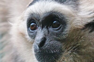 AnimalPetitions.org tweet media