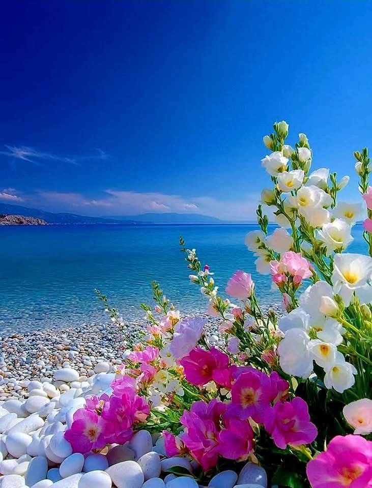 🌺🌼🌿🌼 Ǥ𝓻𝐚zɨa 🌼🌿🌼🌺 tweet media