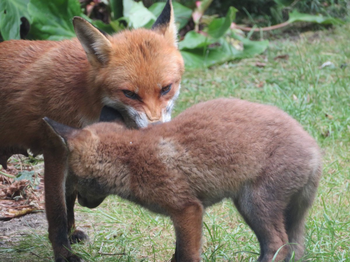 GonzotheCat1's tweet photo. Mother vixen grooming one of her cubs. Love the way her nose wrinkles up. ❤️🦊 #Foxes https://t.co/1gBqEDumjq