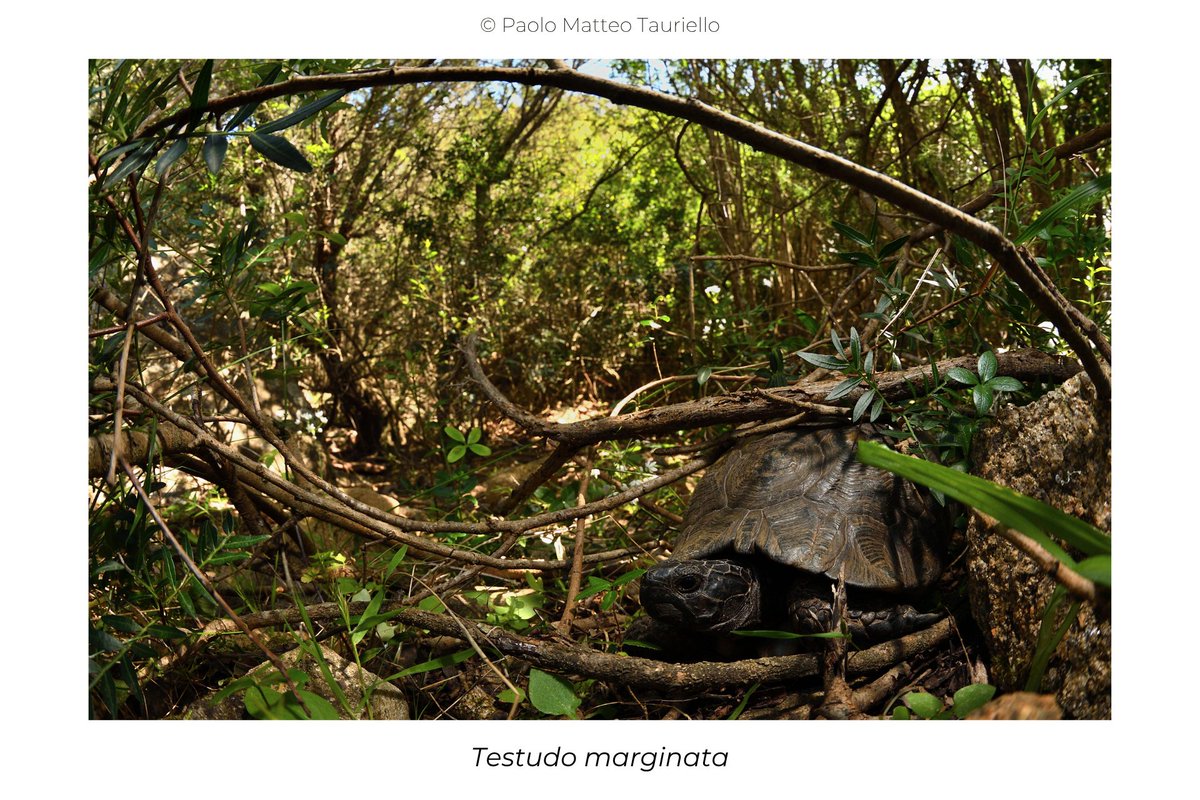 SplTauriello's tweet photo. Marginated #tortoise (Testudo marginata).  
#Nikon  D7500 and Nikkor AF-S 8-15mm f/3.5-4.5 E ED #Fisheye, #Godox iT32 flash + X5 trigger.   
May 2026 - Olbia, Northeastern #Sardinia.
@NikonItalia
@GodoxGlobal
#nikonphotography #inaturalist https://t.co/O5dXPyj1PO