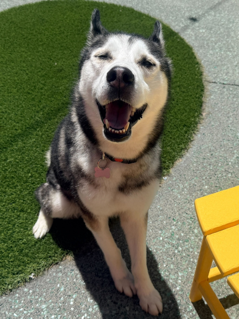 Muttville Senior Dog Rescue, San Francisco tweet media
